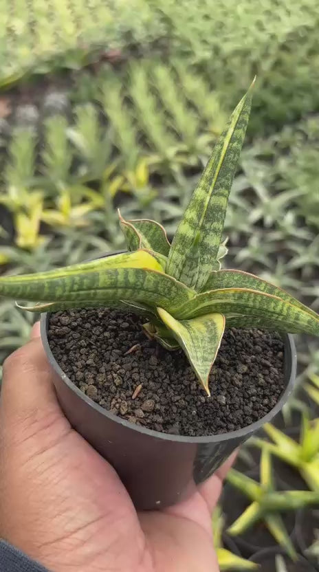 Sansevieria Bella Black Variegated
