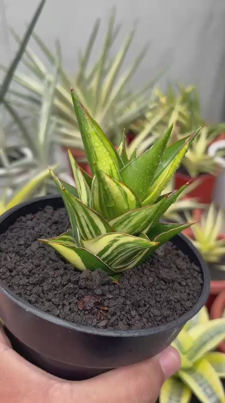 sansevieria hybrid tower Sansevieria Tower Variegated