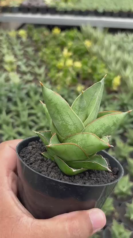 Sansevieria Maryam