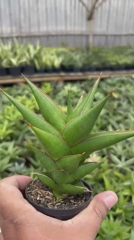 Sansevieria tower blue