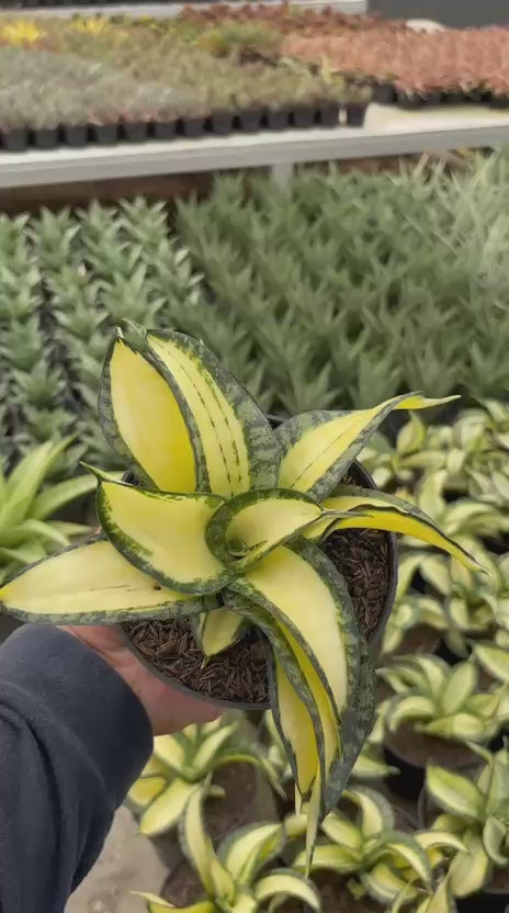 Sansevieria Golden Wendy Mediopicta