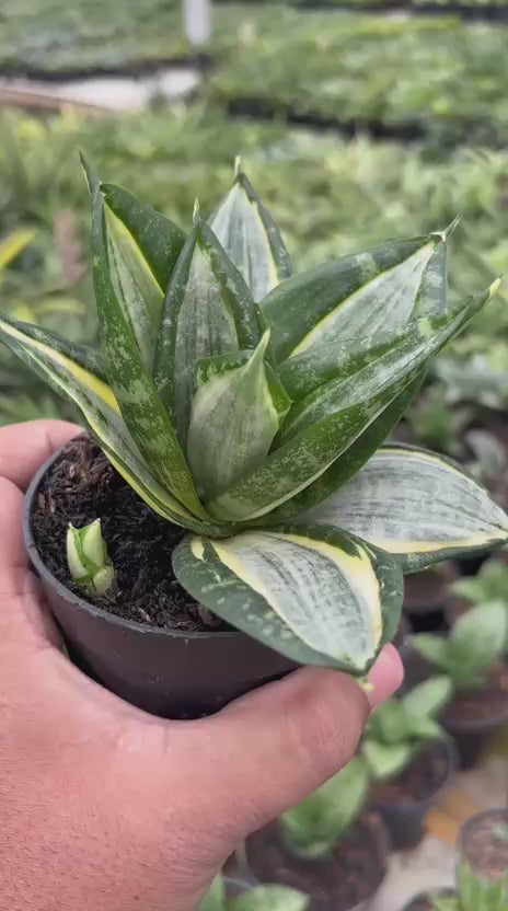 Sansevieria Hahnii Zebra – Succulentasia