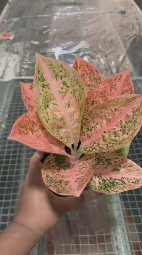 Aglonema Orange stardust