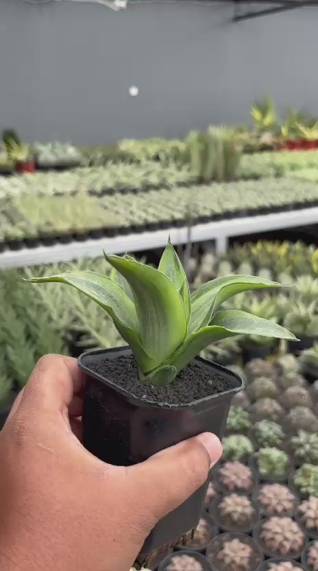 Sansevieria celomita three colors