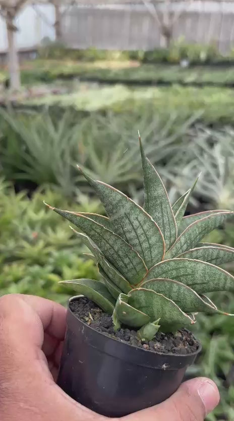 Sansevieria ao77