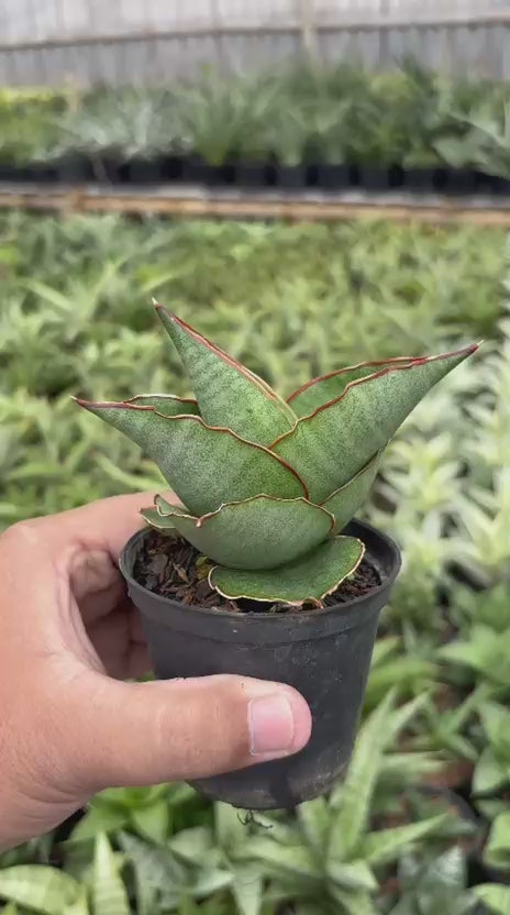 Sansevieria Brother