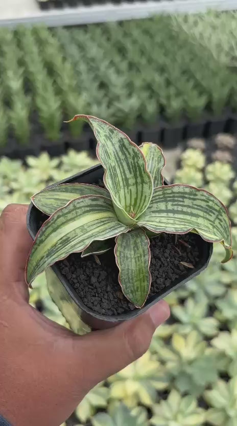 Sansevieria Cleopatra variegated