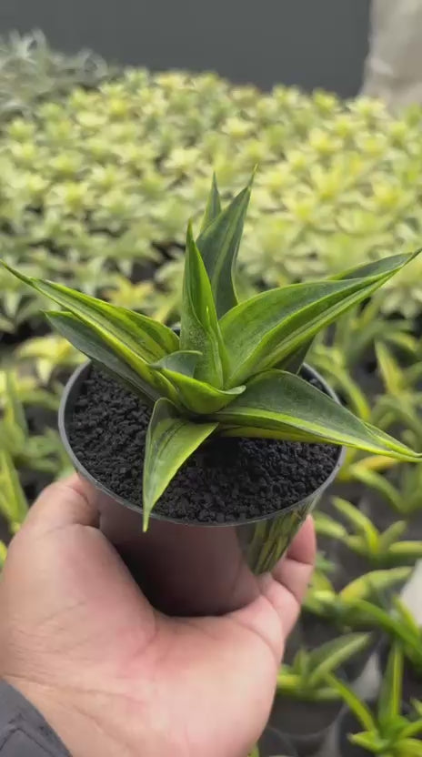 Sansevieria Black Makaila Variegated