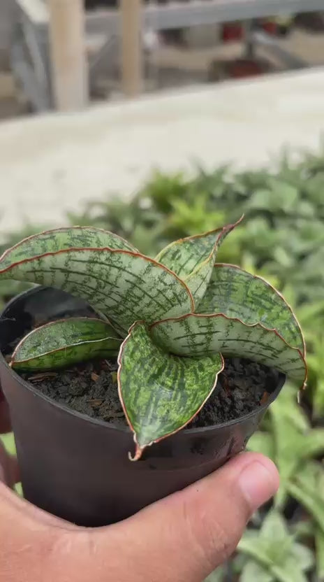 Sansevieria Asura