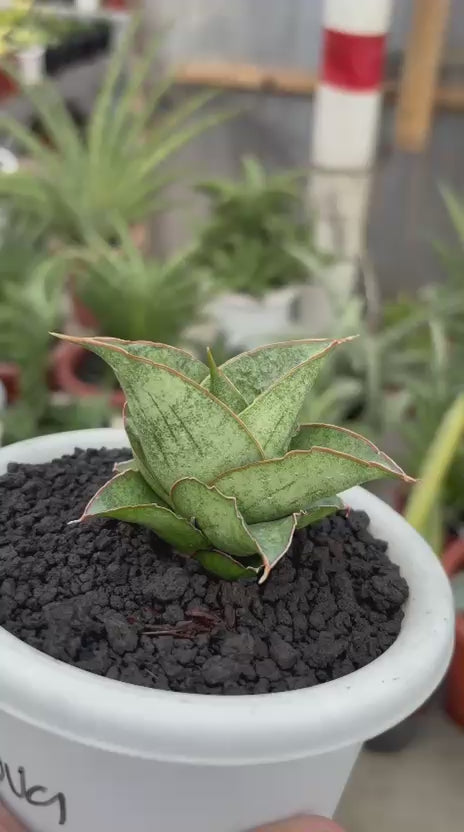 Sansevieria Burayak