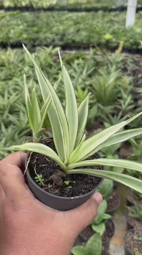 Sansevieria Parpalancet White Variegated