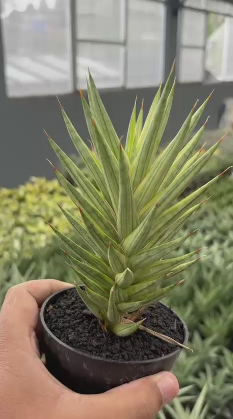 Sansevieria francisii Variegated yellow