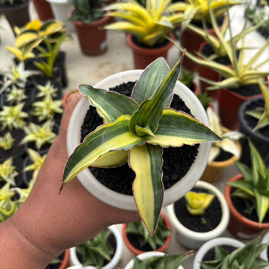 Sansevieria Ganesa variegated_succulentasia.com