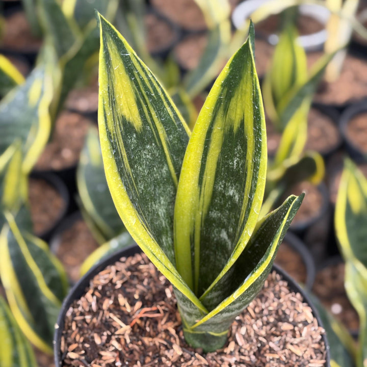 Sansevieria Gold Flame