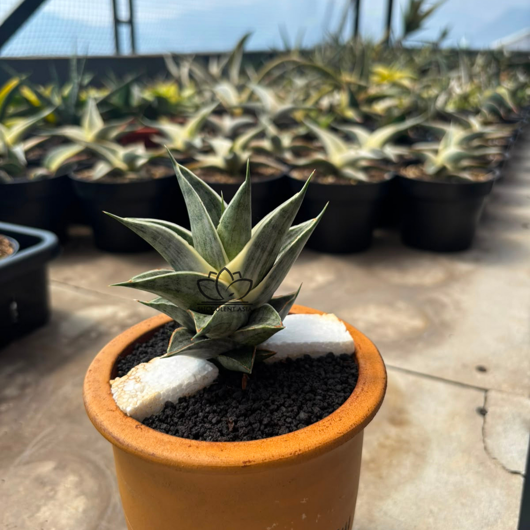 sansevieria sindoro variegated white_succulentasia.com