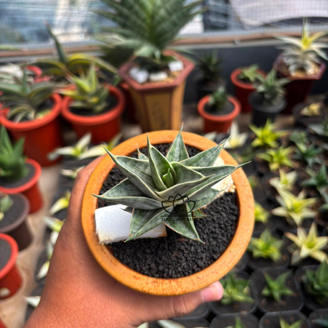 sansevieria sindoro variegated white_succulentasia.com