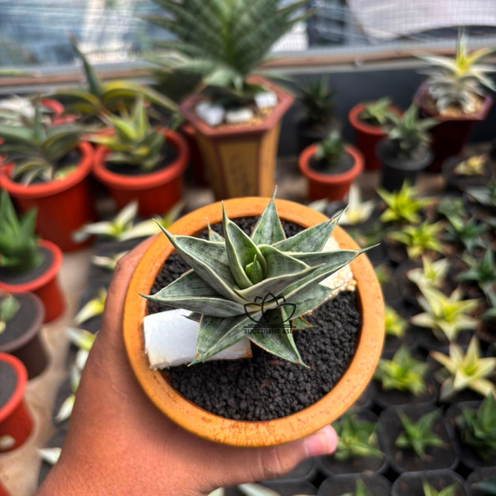 sansevieria sindoro variegated white_succulentasia.com