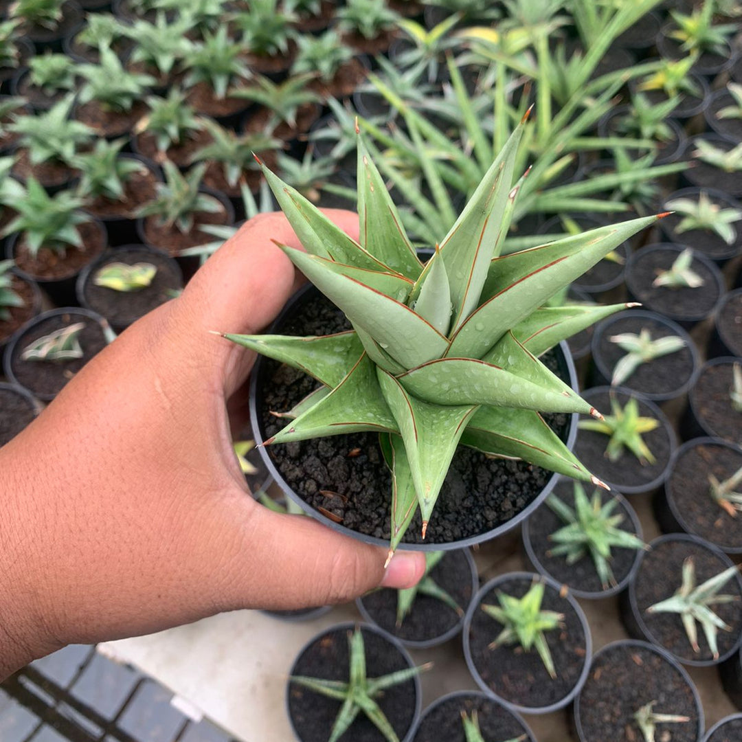 Sansevieria tower silver