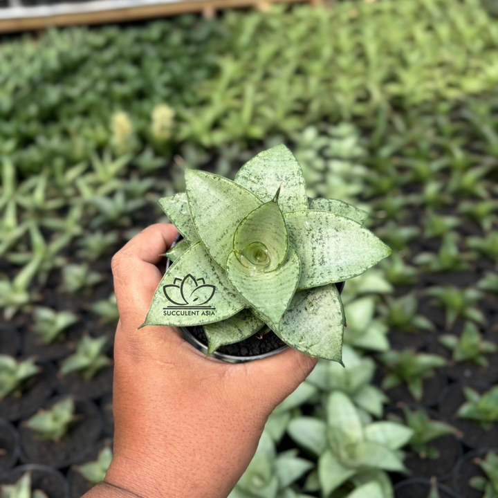 Sansevieria siliwangi