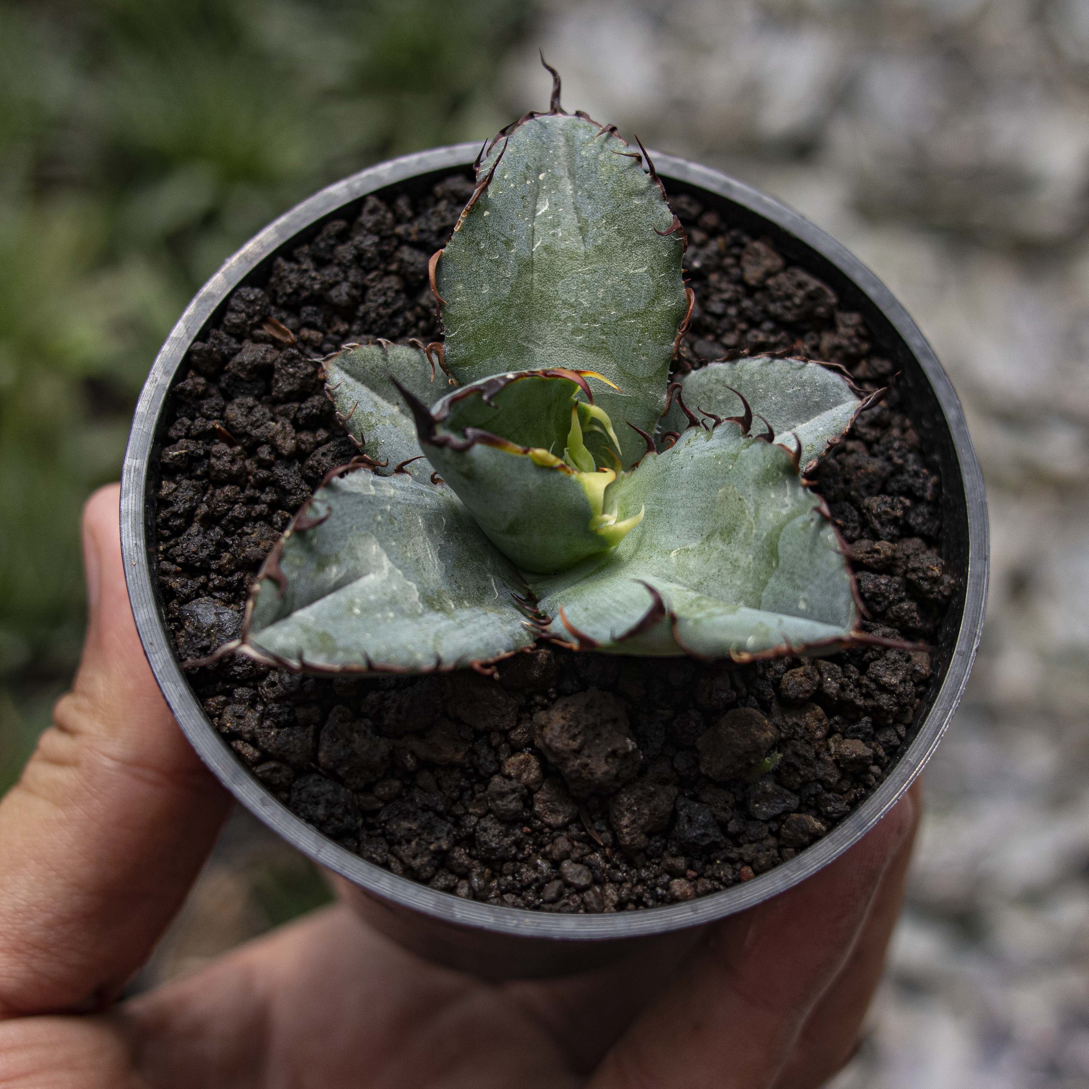 Agave – Succulentasia