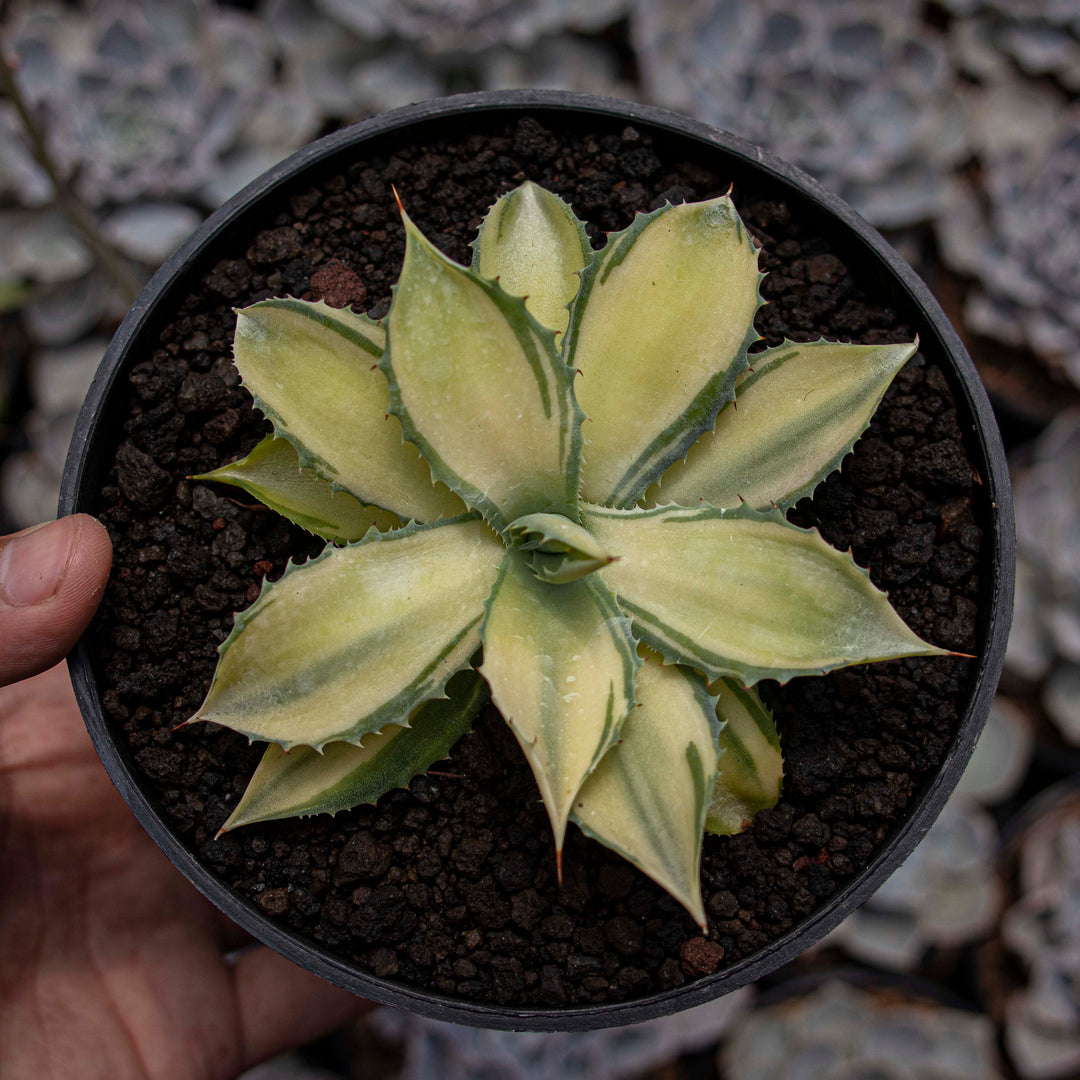 Agave Istismensis Mediopicta