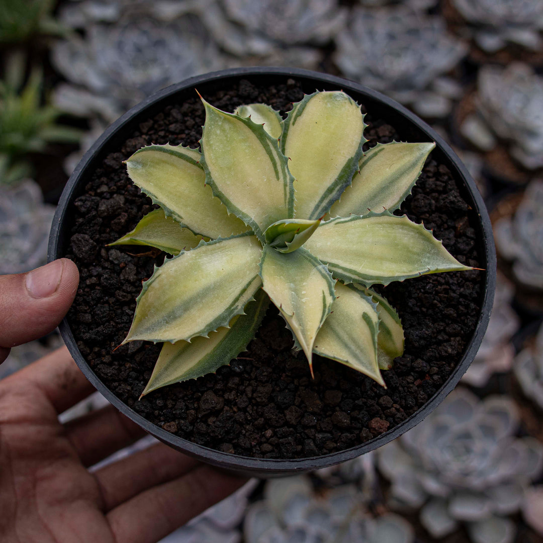 Agave Istismensis Mediopicta