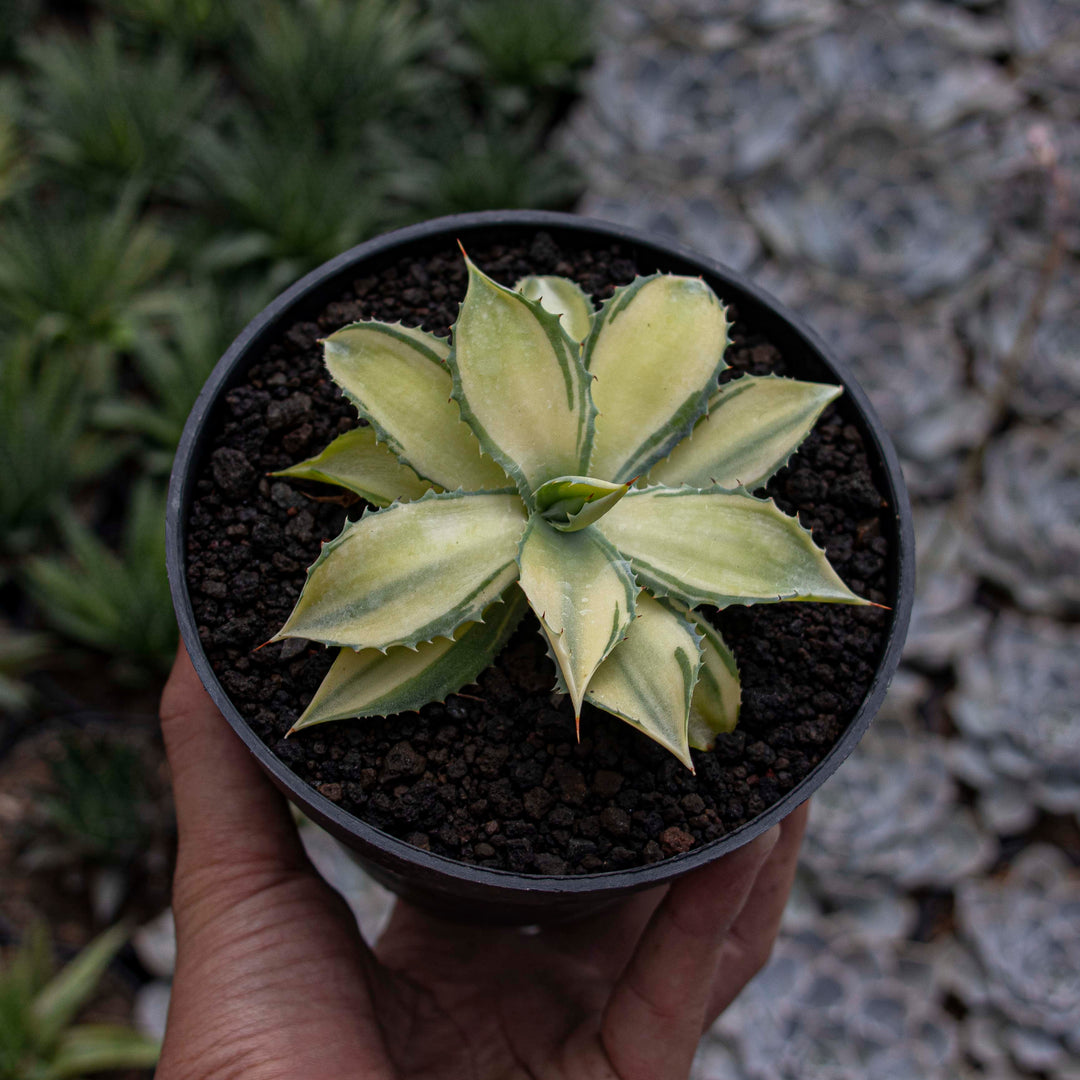 Agave Istismensis Mediopicta