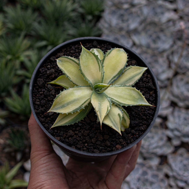 Agave Istismensis Mediopicta
