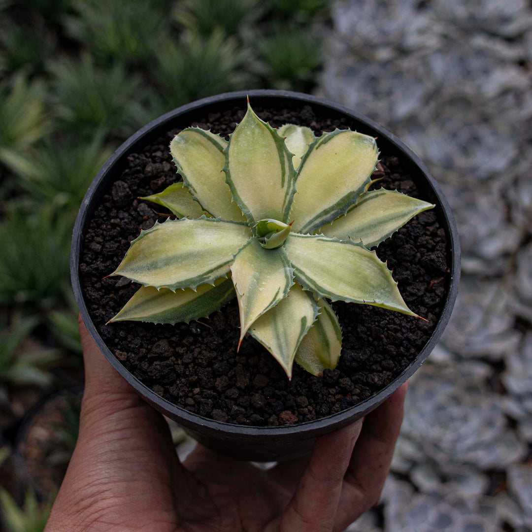 succulent that looks like agave Agave Istismensis Mediopicta Variegated – Succulentasia