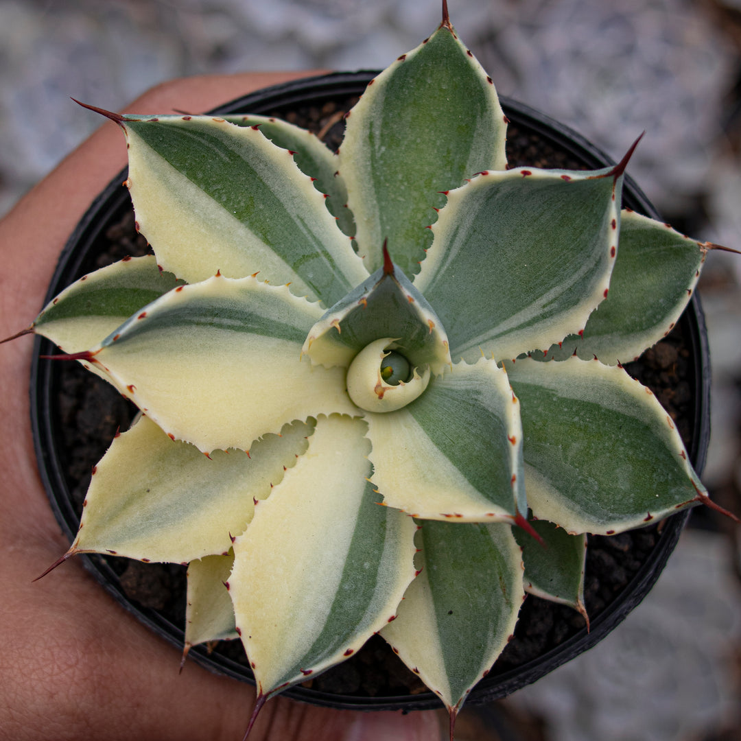 Agave Potatorum Kichiokan Sectoral Variegated