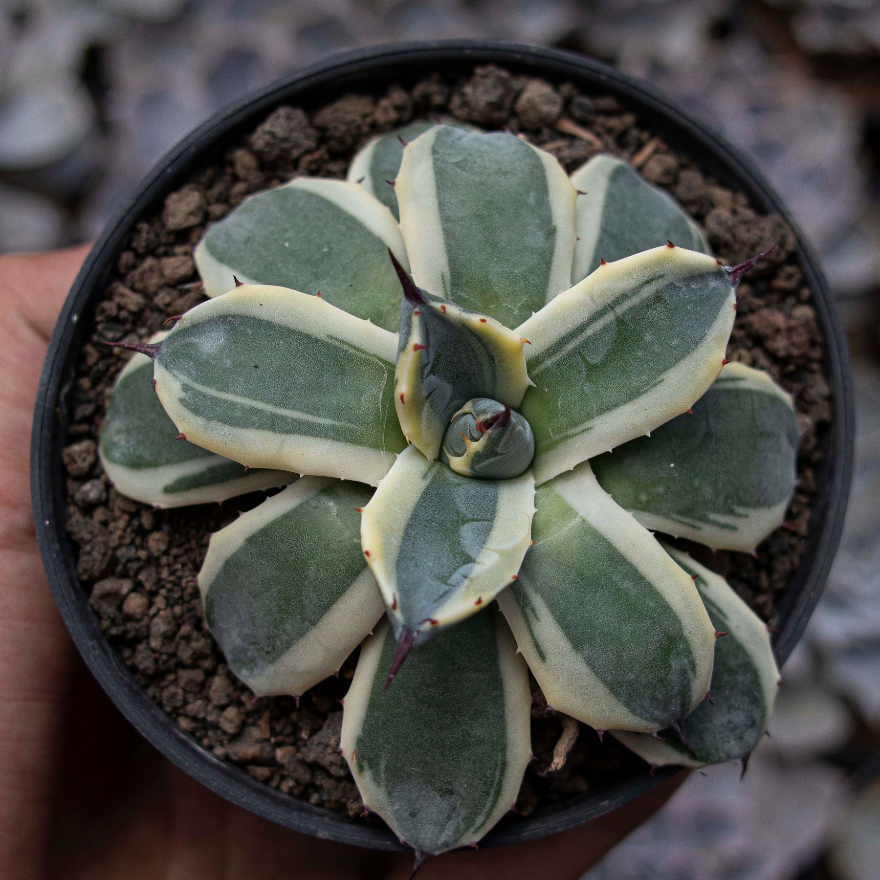 Agave – Succulentasia