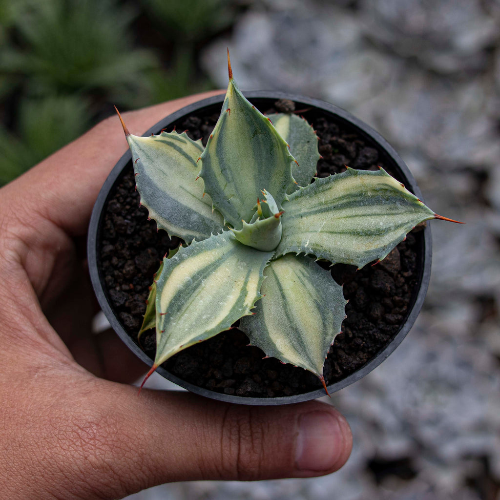 Rare item – Succulentasia