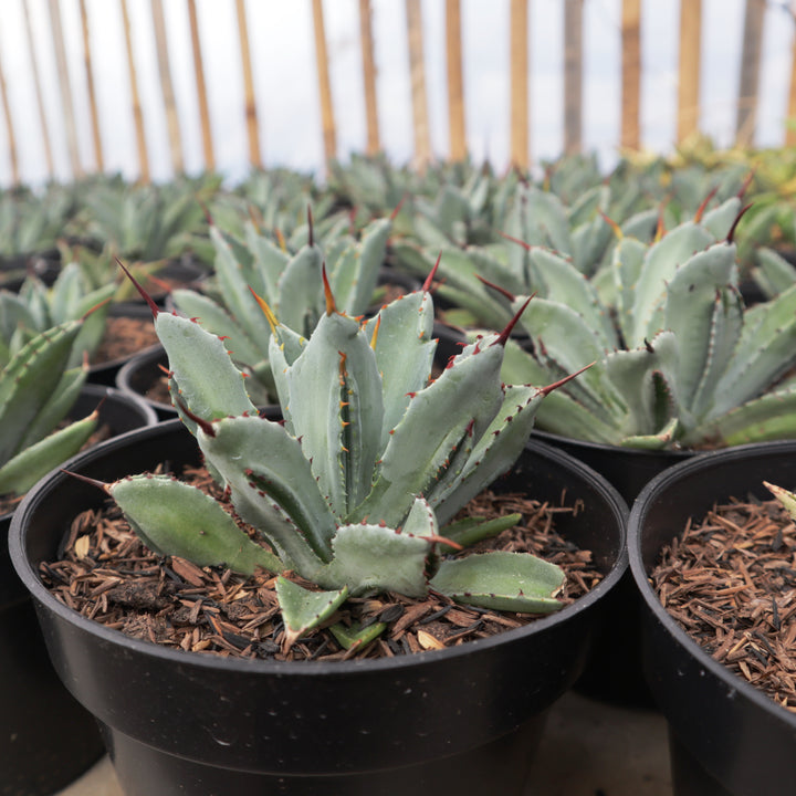 Agave Potatorum Cubic