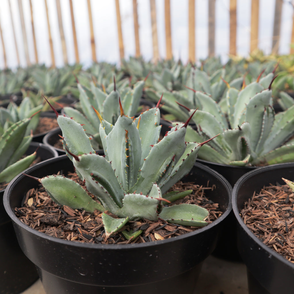 Agave Potatorum Cubic