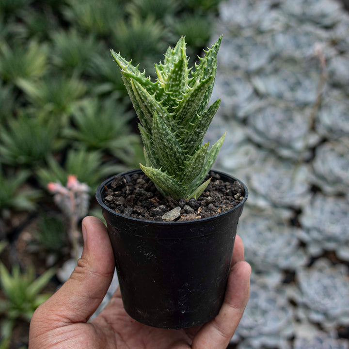 Aloe Juvenna Variegated