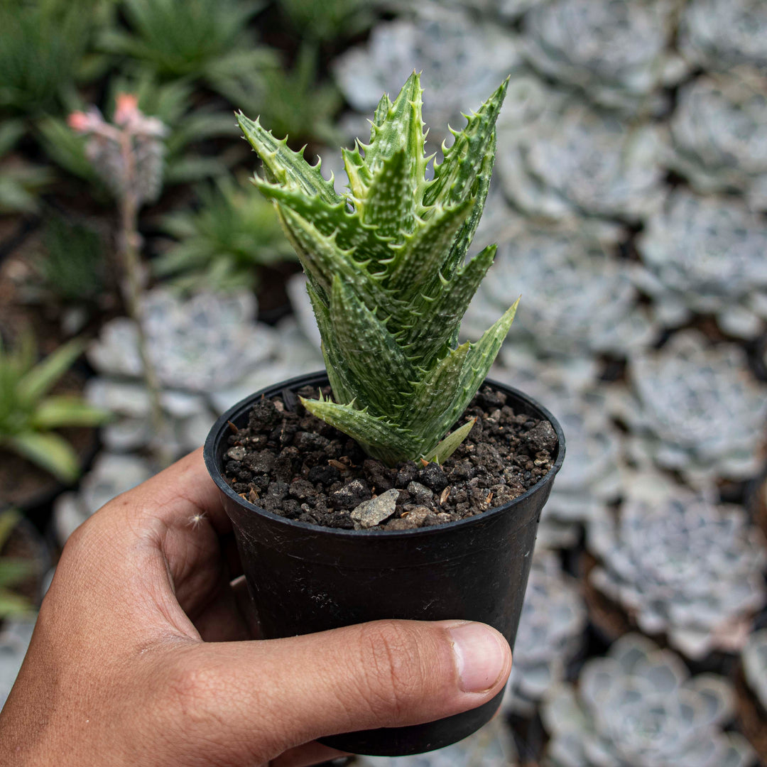 aloe gator succulent Aloe Juvenna Variegated – Succulentasia