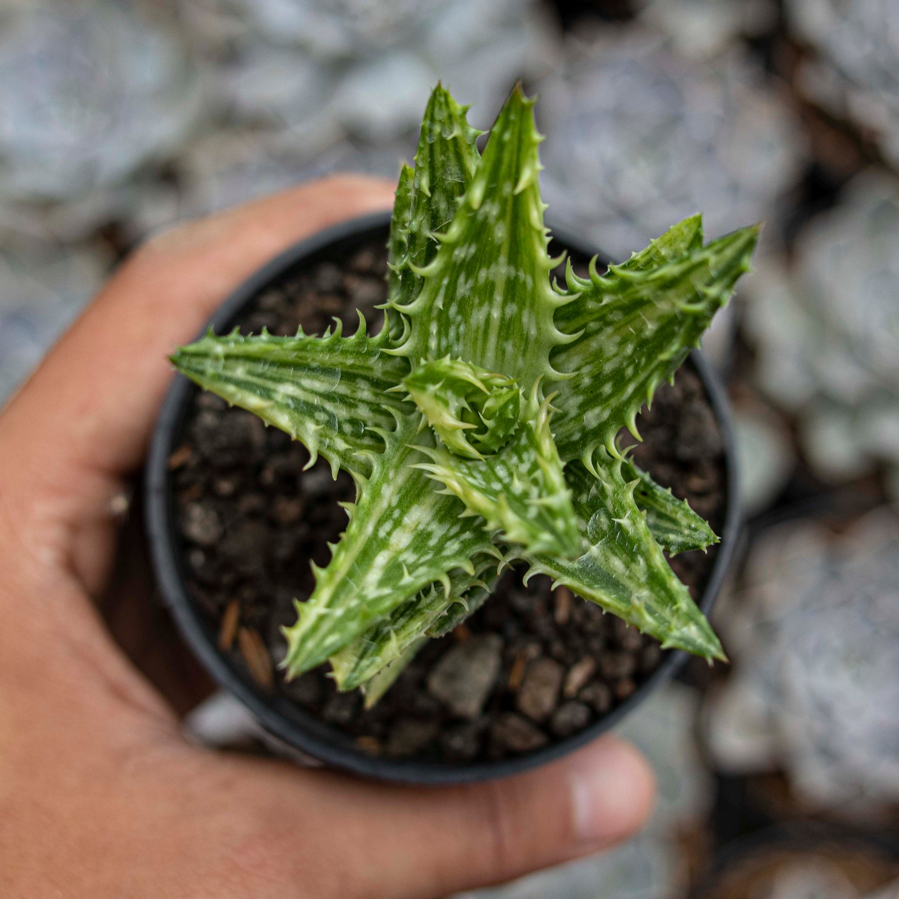 aloe gator succulent Aloe Juvenna Variegated – Succulentasia
