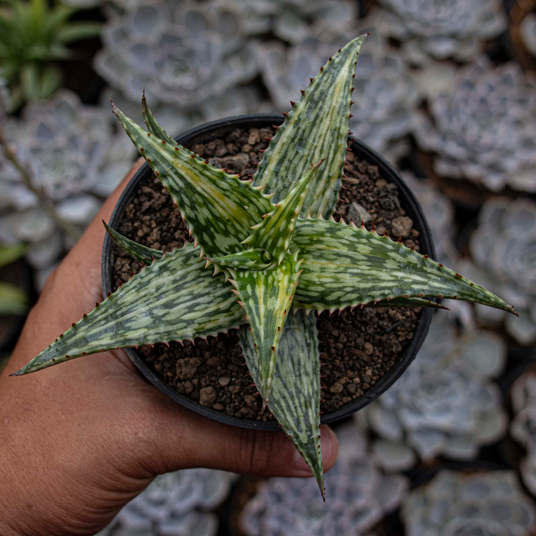 Aloe Somaliensis Variegated