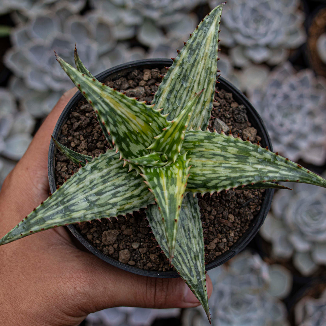variegated aloe vera plant Aloe Somaliensis Variegated – Succulentasia