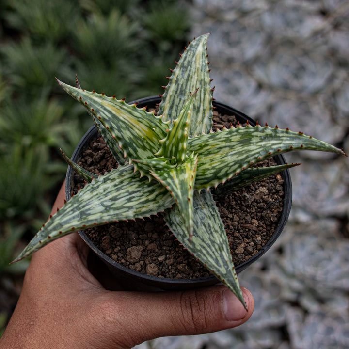 Aloe Somaliensis Variegated