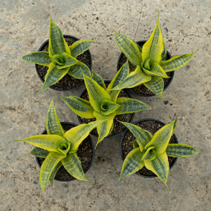 Sanseveria Cordova Variegated