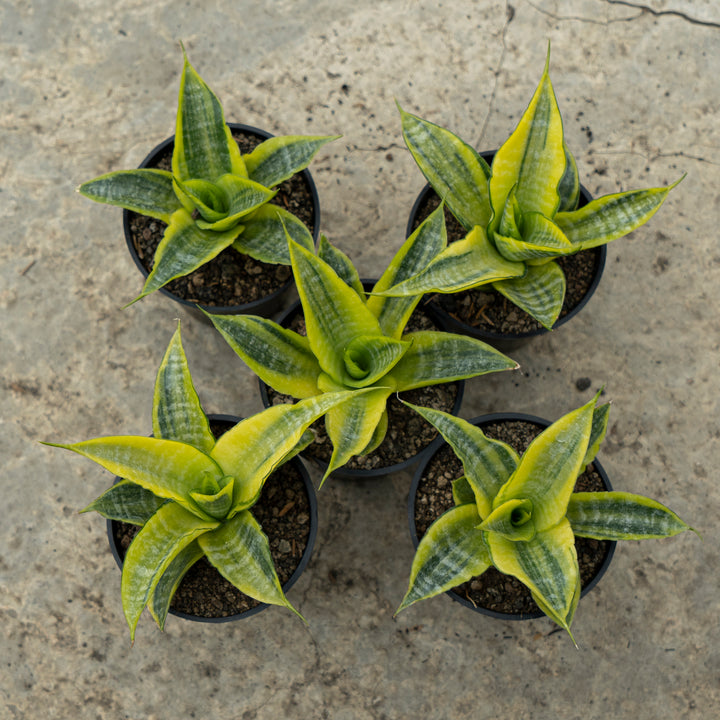 Sanseveria Cordova Variegated