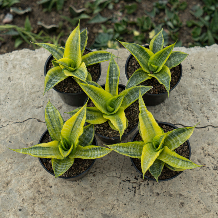 Sanseveria Cordova Variegated