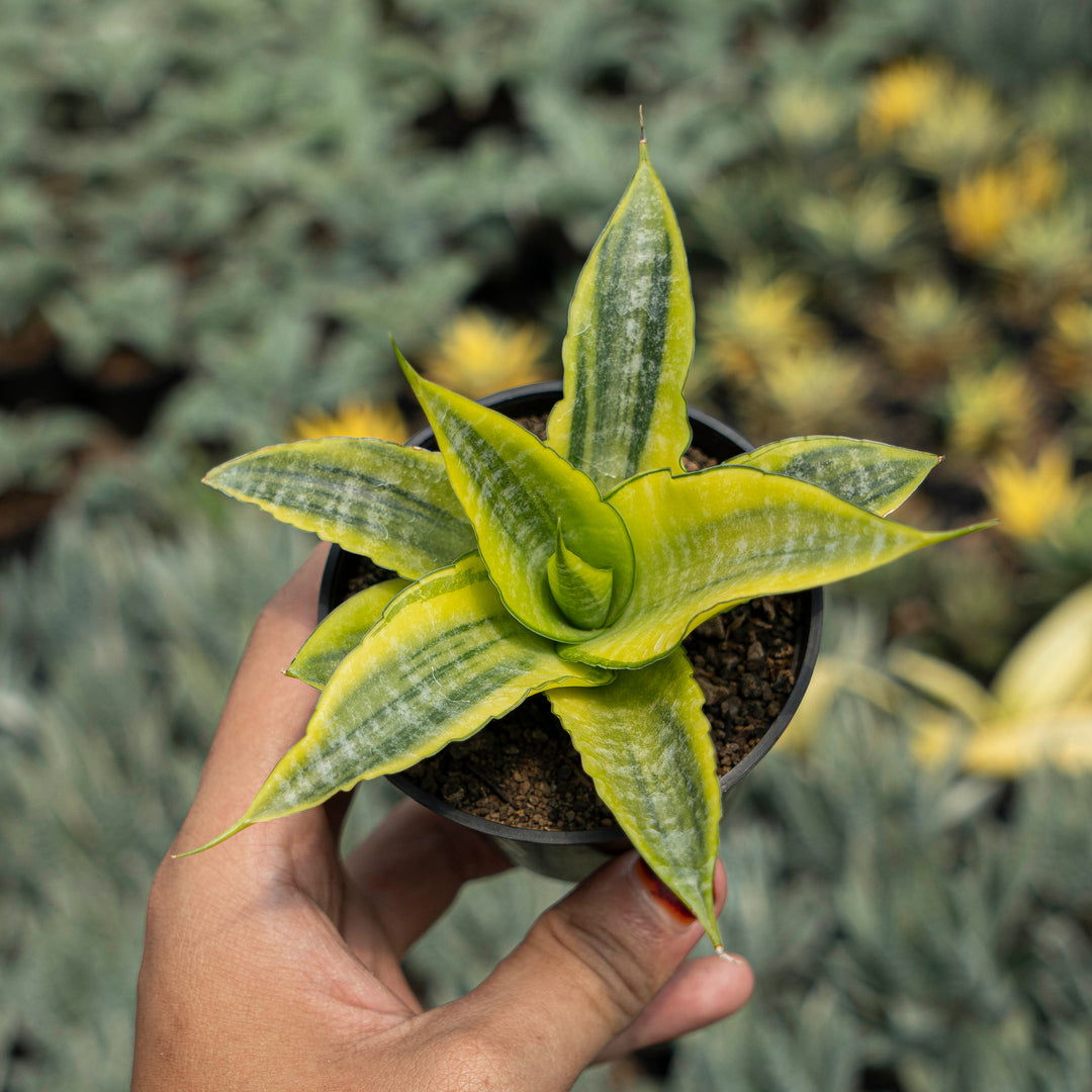 Sansevieria Cordova Variegated