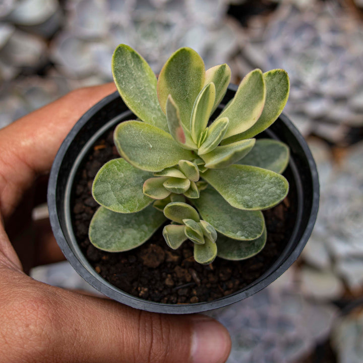 Crassula Money Maker