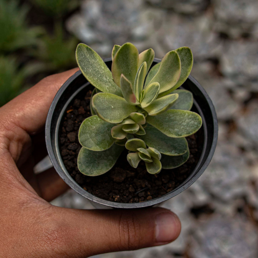 Crassula Money Maker