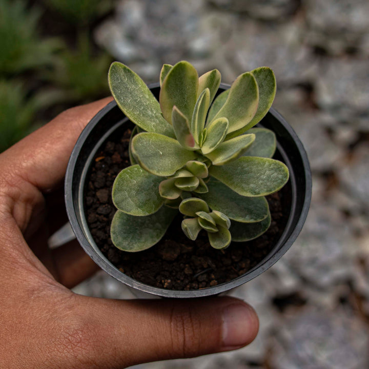 Crassula Money Maker
