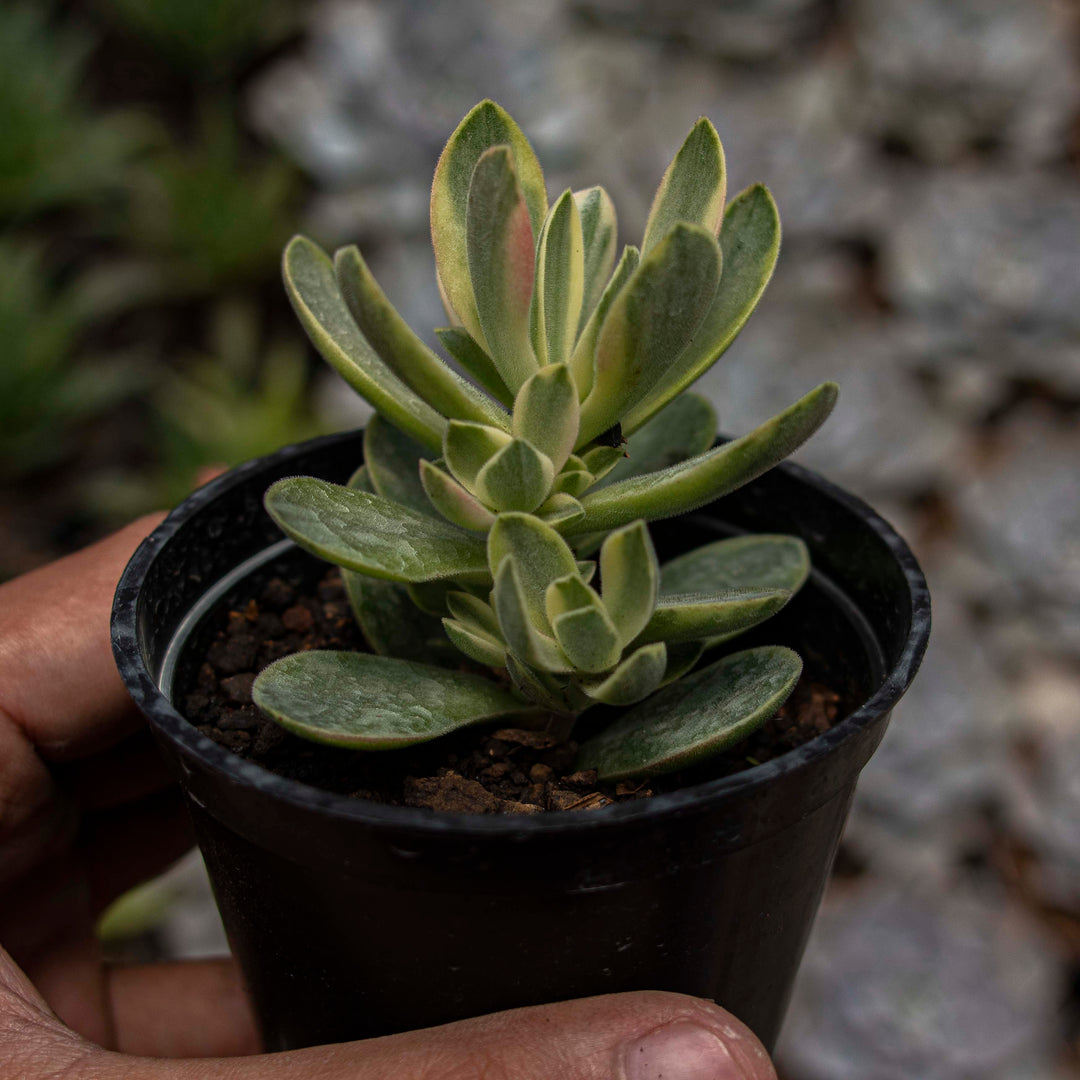 Crassula Money Maker