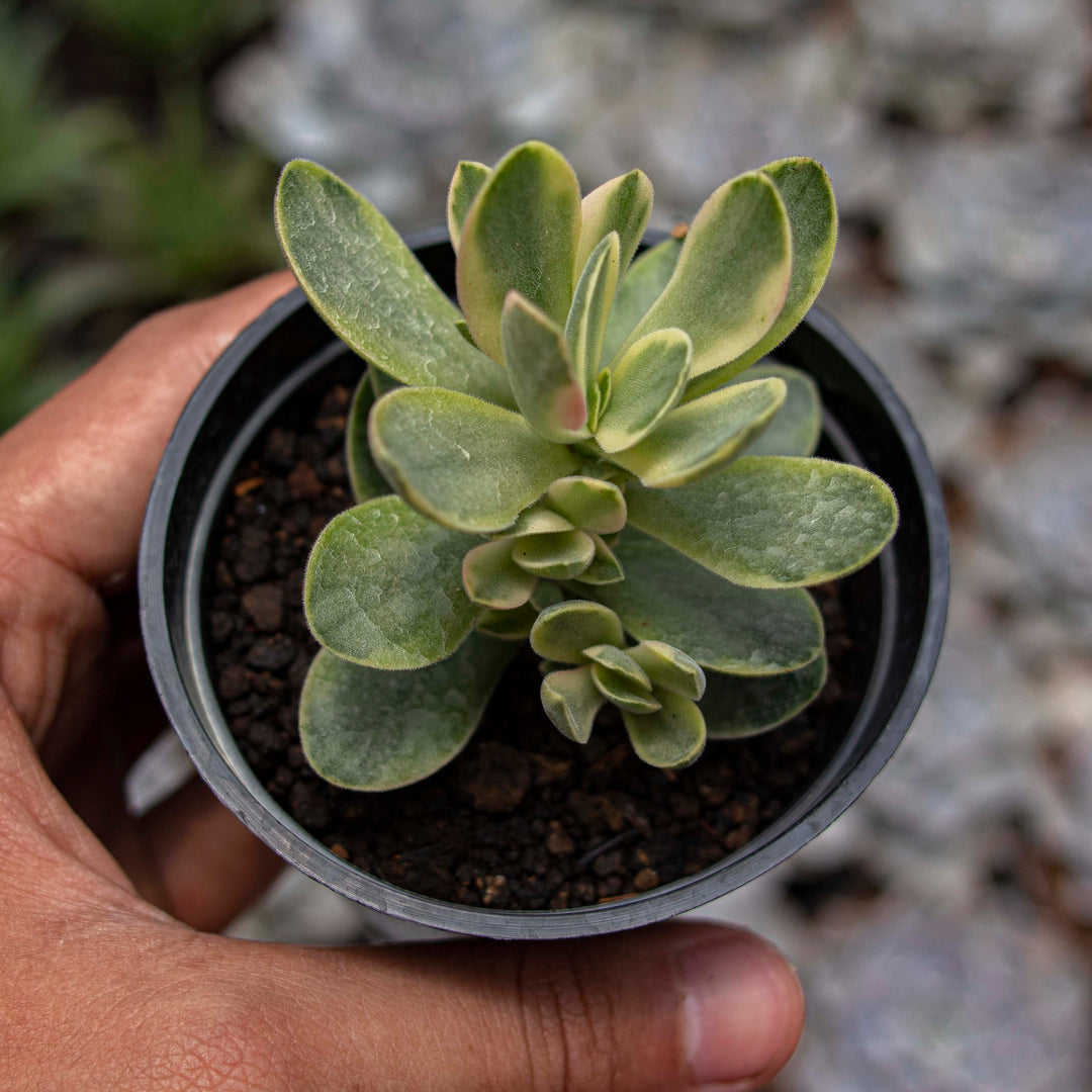 money succulent plant Crassula Money Maker – Succulentasia