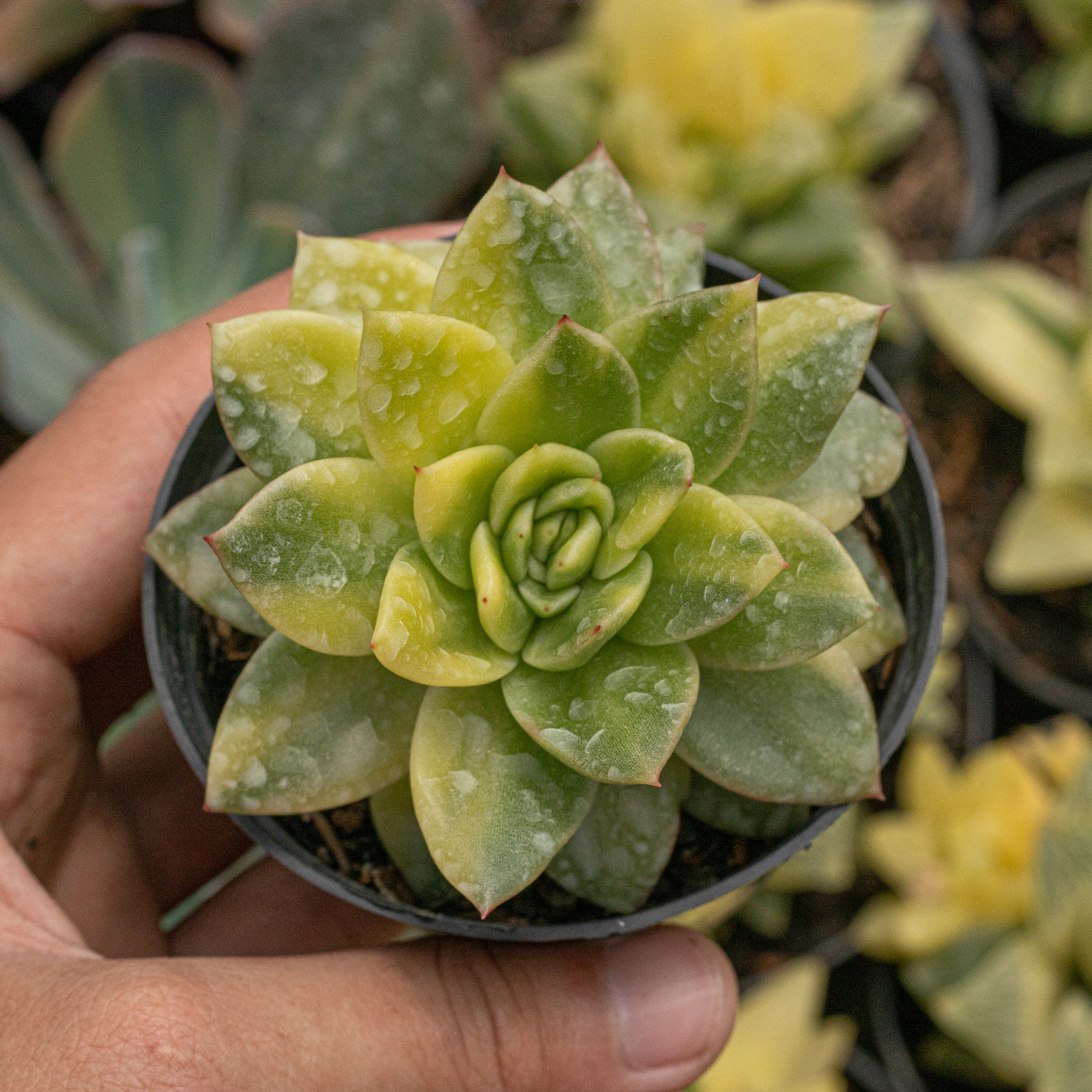 gilva succulent Echeveria Agovoides Gilva Variegated – Succulentasia